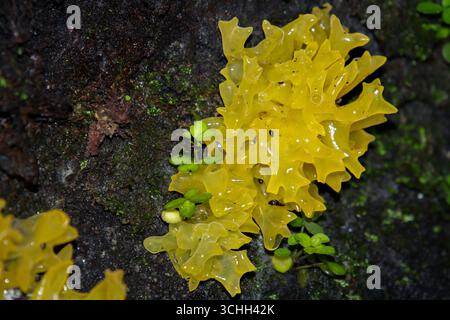 Close up of yellow jelly fungi on decaying tree bark Stock Photo