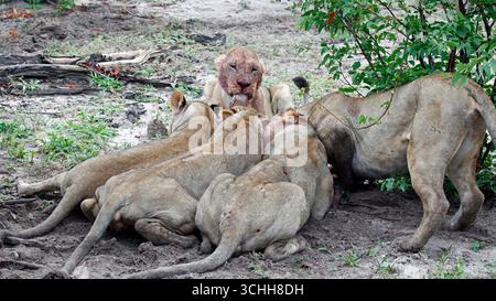 Lions on a kill in the Okavango delta Stock Photo