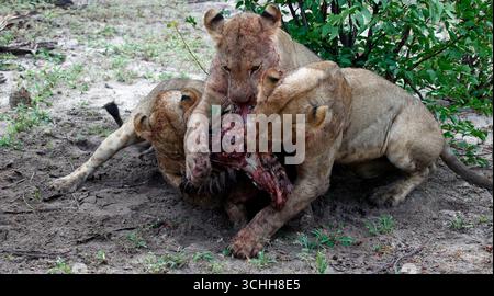 Lions on a kill in the Okavango delta Stock Photo
