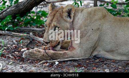 Lions on a kill in the Okavango delta Stock Photo