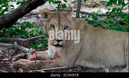 Lions on a kill in the Okavango delta Stock Photo