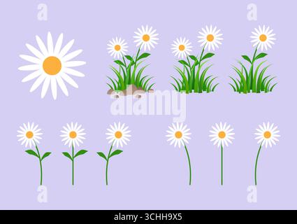 Set of Chamomiles daisy flowers. Vector Illustration Isolated on Plain Background. Stock Vector