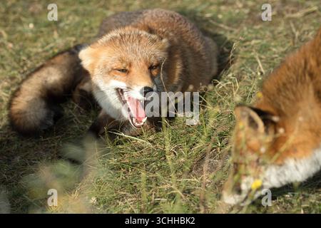 Rotfuchs Fuchs, Rotfuchs *** Red fox Fox, red fox Stock Photo