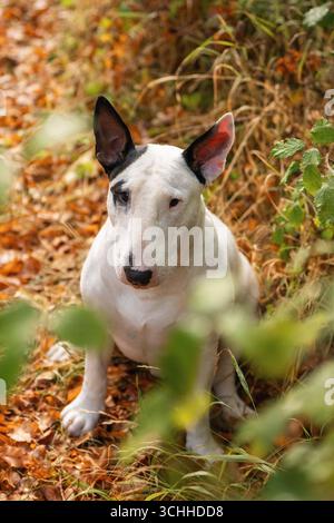 White Bull Terrier dog close up portrait with expressive look among leaves Stock Photo