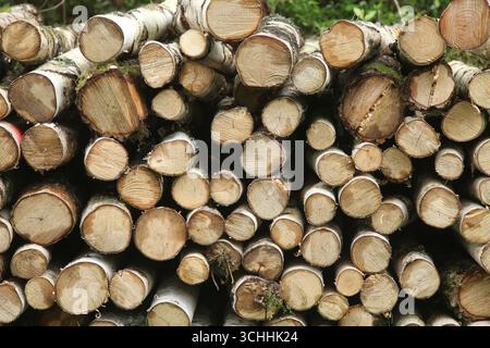 A pile of sawn Silver Birch (Betula pendula) timber logs in the woodland Ashtead, Surrey, England, UK, 2025 Stock Photo