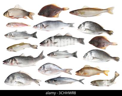 Collage with different types of raw fish on white background Stock ...