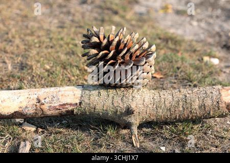 Close-up of a large open pine cone on a fallen branch Stock Photo