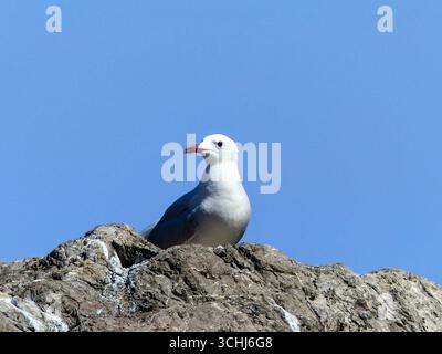 Close-up of a seagull standing on a barren gray rock with a steel-blue sky in the background Stock Photo