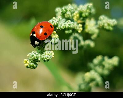 Unique close-up of a ladybug with its vivid red color standing out on a fresh green plant crown Stock Photo