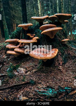 Cluster of wild brown mushrooms growing on a mossy tree stump in a damp, dark forest Stock Photo
