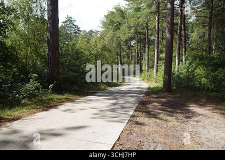 Cycle path through a forest in the Dutch dunes. Late summer, August. Netherlands. Near the Dutch village of Bergen. Stock Photo
