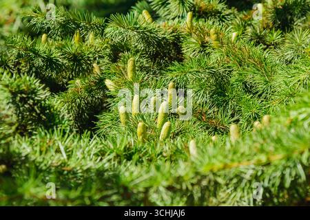 New conifer buds emerge from the vibrant green branches, adding freshness to the forest in early spring under bright sunlight, showcasing the beauty o Stock Photo