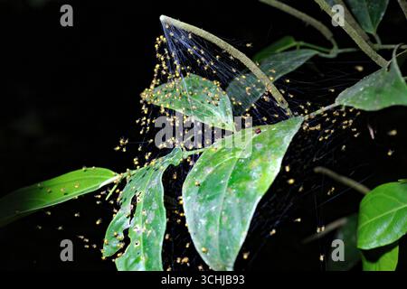 Newly hatched spiderlings in the rainforest of Yasuní Biosphere Reserve, Ecuador. Stock Photo