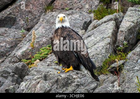 Derpy Bald Eagle (Haliaeetus leucocephalus) on Coastal Rocks, Newfoundland Stock Photo