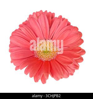 Pink Gerbera flower head isolated on white background with clipping path. Floral design element for cards, invitations, posters. Stock Photo