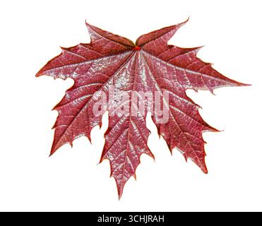 Autumn Japanese Maple Leaf Isolated isolated on white background with clipping path. Design element for cards, invitations, posters. Stock Photo