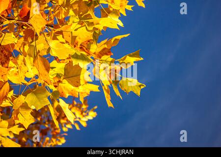 Autumn leaves over the blue sky background with copy space. Autumn landscape with bright colorful leaves. Stock Photo