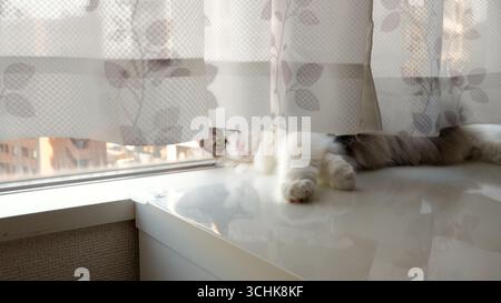 Norwegian forest cat with green eyes lying by window in Tokyo apartment under white curtain with sunlight and city buildings in background Stock Photo
