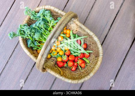 Issaquah, Washington, USA. Wicker basket full of freshly harvested produce outside on a composite deck, full of strawberries, green beans, Sungold tom Stock Photo