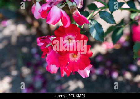 Climbing rose Rosa Dortmund Kordesii with large red flowers and white centers blooming in the garden, vibrant ornamental rose variety with glossy foli Stock Photo