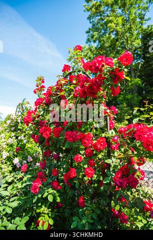 Vertical view of many climbing Sympathie Roses from the Hybrid Kordesii group with vivid red blooms against blue sky in a summer garden. Stock Photo