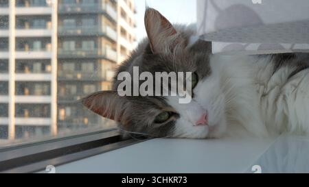 Norwegian forest cat with green eyes lying by window in Tokyo apartment under white curtain with sunlight and city buildings in background Stock Photo