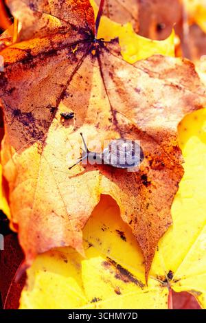 Snail crawling on autumn leaves Stock Photo