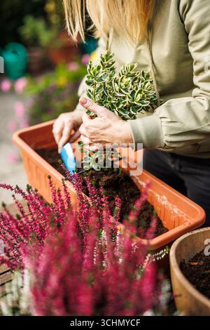 Female gardener planting euonymus shrub and heather into flower pot in backyard. Preparation autumn floral decoration. Fall season gardening Stock Photo