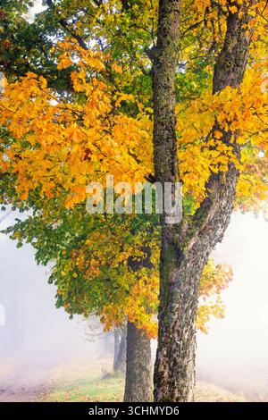 Autumn leaves on the trees on a foggy autumn day in the countryside Stock Photo