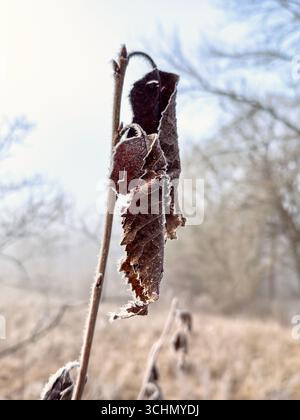 Frosty dry autumn leaves on a tree branch a cold winter day Stock Photo