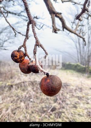 Apples hanging on a tree branch a cold winter day in a garden Stock Photo
