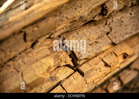 Close up view capturing decaying wood, showcasing intricate textures and the profound effects of weathering over time Stock Photo