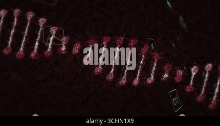 Presenting DNA double helix forming from glowing nodes on digital canvas, with floating Co cards Stock Photo