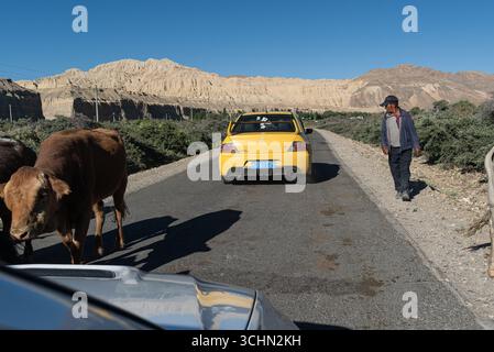 A yellow performance sedan is surrounded and blocked by a herd of cows and cattle walking down a road in an arid canyon valley. Stock Photo