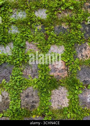 lush green grasses and weeds growing between paving stones in an urban area, showing a mix of vegetation and architecture Stock Photo