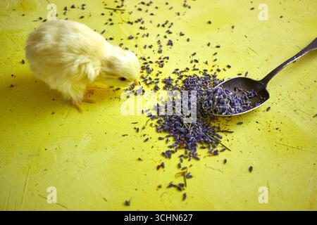 Cute yellow chicks with lavender on a bright yellow background. Springtime still life perfect for Easter, nature concepts, or playful decoration with Stock Photo
