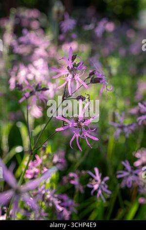Ragged robin, Lychnis flos-cuculi Stock Photo