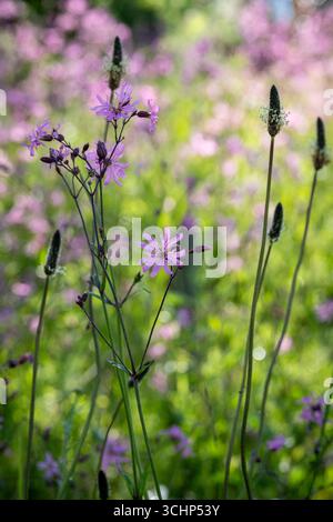 Ragged robin, Lychnis flos-cuculi Stock Photo
