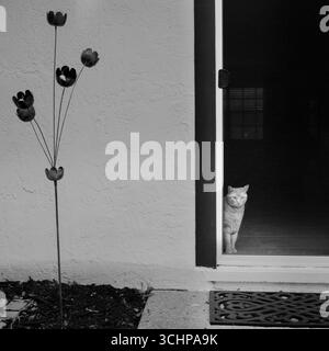 Cat locked inside looking out through screen door. Stock Photo