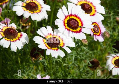 White flower. Ismelia carinata, the tricolour chrysanthemum, tricolor daisy, or annual chrysanthemum. Flower meadow for background, post, screensaver, Stock Photo