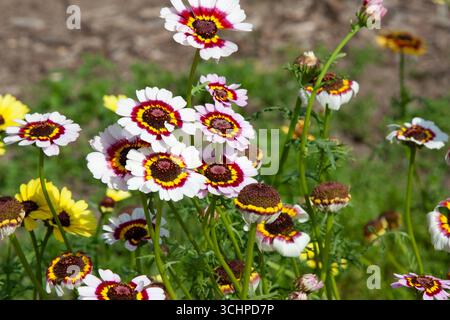 White flower. Ismelia carinata, the tricolour chrysanthemum, tricolor daisy, or annual chrysanthemum. Flower meadow for background, post, screensaver, Stock Photo