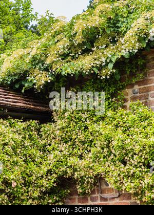 Hardy climbers Hydrangea petiolaris (above) and Trachelospermum asiaticum clothe an old wall. Stock Photo