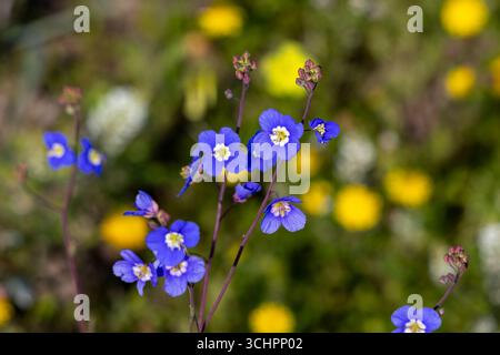 Closeup of Blue Sunspurge Heliophila coronopifolia with Blurred Meadow Background West Coast Wild Flowers South Africa Stock Photo