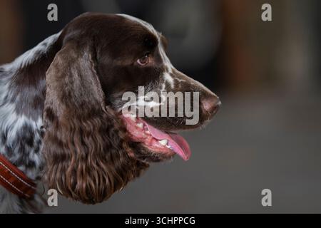 English Springer Spaniel dog head portrait. Portrait of a pure breed english springer spaniel, side view. Stock Photo