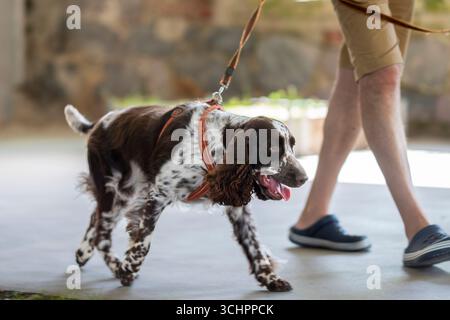 English springer spaniel walking in the hall. Portrait of spaniel walking on the floor. Stock Photo