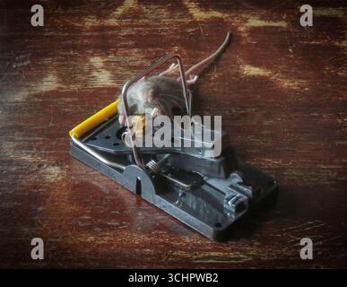 Netherlands, mouse caught in a mouse trap Stock Photo