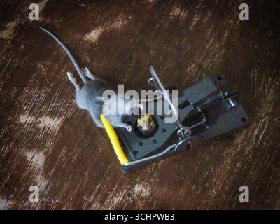 Netherlands, mouse caught in a mouse trap Stock Photo