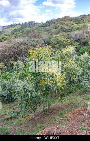 A lush avocado tree in Popayán, Cauca, Colombia, showcasing the green foliage and blooming flowers typical in avocado farming. Stock Photo