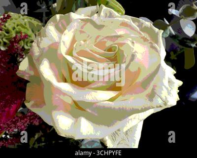 A white rose with a little bit of delicate posterisation Stock Photo