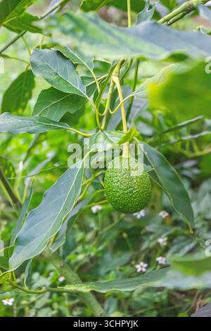 Green avocado hanging on a tree in Popayán, Cauca, Colombia, surrounded by lush vegetation. Stock Photo